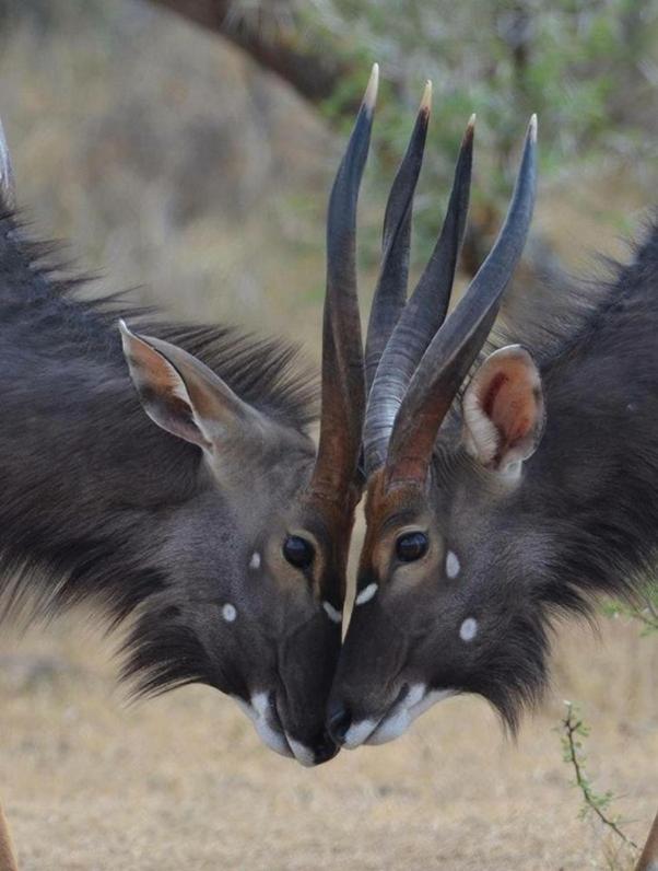 Weltevreden Game Lodge Bloemfontein Ngoại thất bức ảnh